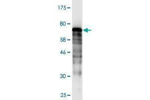 Image no. 1 for anti-DnaJ (Hsp40) Homolog, Subfamily B, Member 5 (DNAJB5) (AA 1-386) antibody (ABIN525448)