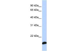 Image no. 2 for anti-Peroxiredoxin 5 (PRDX5) (Middle Region) antibody (ABIN2785911)