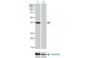 Image no. 4 for anti-POU Domain, Class 4, Transcription Factor 3 (POU4F3) (AA 100-190) antibody (ABIN562325)