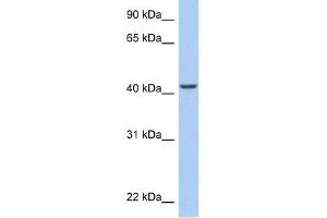 anti-AT Rich Interactive Domain 3C (BRIGHT-Like) (ARID3C) (C-Term) antibody