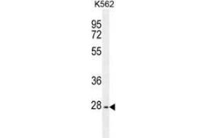 Western blot analysis in K562 cell line lysates (35ug/lane) using PTPN20  Antibody .