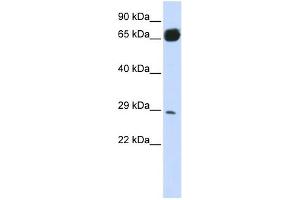 Image no. 1 for anti-phosphoribosyl Transferase Domain Containing 1 (PRTFDC1) (N-Term) antibody (ABIN631292)