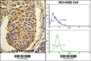 Immunohistochemistry (IHC) image for anti-Cerberus 1 Homolog (Xenopus Laevis) (CER1) antibody (ABIN2158217)