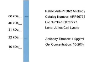 Image no. 1 for anti-Prefoldin Subunit 2 (PFDN2) (Middle Region) antibody (ABIN2786872)