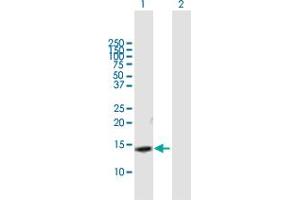 Western Blot analysis of SLPI expression in transfected 293T cell line by SLPI MaxPab polyclonal antibody.