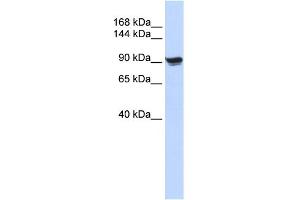 anti-Actinin, alpha 1 (ACTN1) (N-Term) antibody