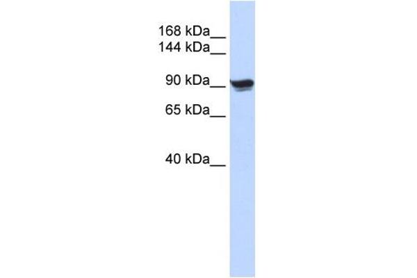 anti-Actinin, alpha 1 (ACTN1) (N-Term) antibody