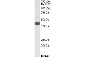 Image no. 1 for anti-alpha-1,4-N-Acetylglucosaminyltransferase (A4GNT) (C-Term) antibody (ABIN571077)