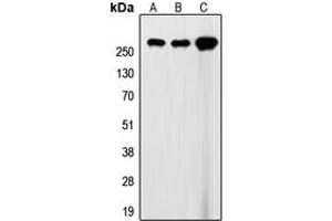 Image no. 2 for anti-Filamin A, alpha (FLNA) (C-Term) antibody (ABIN2704792)