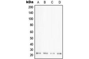 Image no. 2 for anti-Peptidylprolyl Isomerase F (PPIF) (Center) antibody (ABIN2705964)
