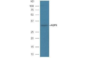 Image no. 1 for anti-Aquaporin 9 (AQP9) (AA 201-295) antibody (ABIN677123)