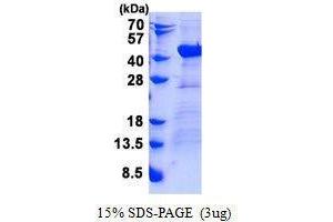Image no. 1 for DnaJ (Hsp40) Homolog, Subfamily B, Member 4 (DNAJB4) protein (ABIN2128939)