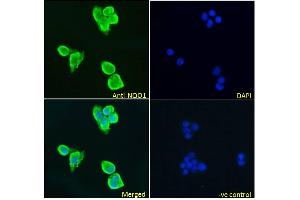 Image no. 2 for anti-NAD(P)H Dehydrogenase, Quinone 1 (NQO1) (Internal Region) antibody (ABIN5539872)