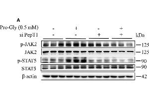 Image no. 1 for anti-Janus Kinase 2 (JAK2) (pTyr1007), (pTyr1008) antibody (ABIN740955)