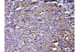Image no. 3 for anti-Nephroblastoma Overexpressed (NOV) (AA 334-357) antibody (ABIN5647955)