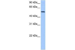 Image no. 1 for anti-G-Rich RNA Sequence Binding Factor 1 (GRSF1) (Middle Region) antibody (ABIN633346)