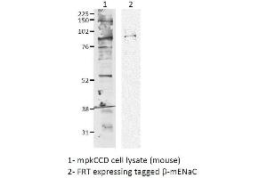 Image no. 3 for anti-Sodium Channel, Nonvoltage-Gated 1, beta (SCNN1B) (AA 617-638) antibody (Alkaline Phosphatase (AP)) (ABIN2486408)