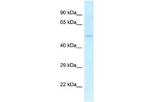 Image no. 1 for anti-U2AF Homology Motif (UHM) Kinase 1 (UHMK1) (C-Term) antibody (ABIN2776667)
