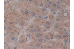 NXN antibody  (AA 166-327)