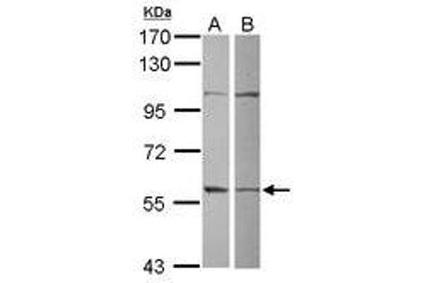 anti-Glutamate-Rich WD Repeat Containing 1 (GRWD1) (AA 1-273) antibody