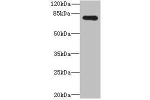 Western blot All lanes: ADGRL4 antibody at 4 μg/mL + Hela whole cell lysate Secondary Goat polyclonal to rabbit IgG at 1/10000 dilution Predicted band size: 78 kDa Observed band size: 78 kDa