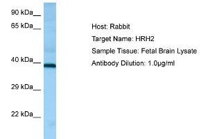 Image no. 1 for anti-Histamine Receptor H2 (HRH2) (C-Term) antibody (ABIN2790187)