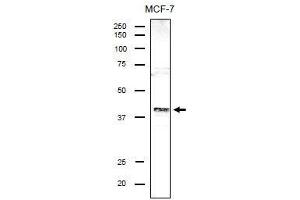 Image no. 3 for anti-Kinetochore-associated protein DSN1 homolog (DSN1) (N-Term) antibody (ABIN2451961)