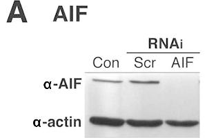 Image no. 6 for anti-Actin, beta (ACTB) (AA 359-368) antibody (ABIN129657)