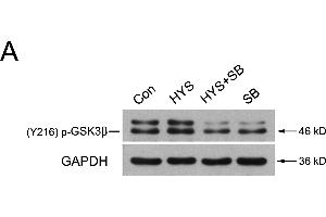 Image no. 73 for anti-Glyceraldehyde-3-Phosphate Dehydrogenase (GAPDH) (Center) antibody (ABIN2857072)