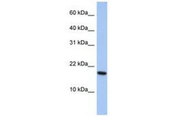ARL5A antibody  (AA 107-156)