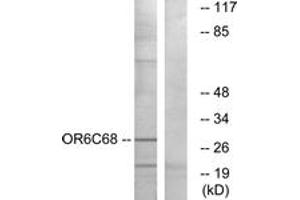 Image no. 1 for anti-Olfactory Receptor, Family 6, Subfamily C, Member 68 (OR6C68) (AA 261-310) antibody (ABIN1535840)