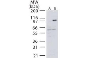 Image no. 1 for anti-Mitogen-Activated Protein Kinase Kinase Kinase 14 (MAP3K14) (AA 687-703) antibody (ABIN208659)