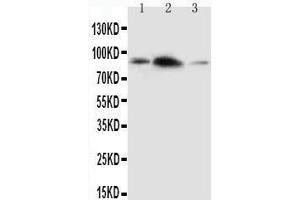 Image no. 1 for anti-Amyloid beta (A4) Precursor-Like Protein 2 (APLP2) (AA 639-656), (C-Term) antibody (ABIN3043130)