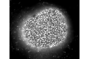 Image no. 1 for anti-Nucleoporin 153kDa (NUP153) (AA 610-1191) antibody (ABIN2452062)