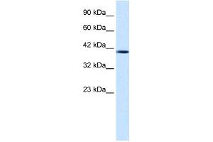Image no. 1 for anti-Nucleobindin 2 (NUCB2) (Middle Region) antibody (ABIN2774832)