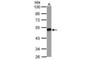Image no. 2 for anti-Smad Nuclear Interacting Protein 1 (SNIP1) (AA 41-363) antibody (ABIN1501920)