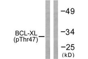 Image no. 3 for anti-BCL2-Like 1 (BCL2L1) (AA 13-62), (pThr47) antibody (ABIN1531492)