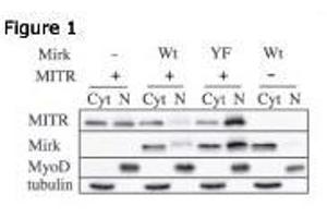 Image no. 1 for anti-Histone Deacetylase 9 (HDAC9) (AA 2-32), (N-Term) antibody (ABIN387960)