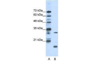 Image no. 1 for anti-MYC Associated Factor X (MAX) (Middle Region) antibody (ABIN925892)