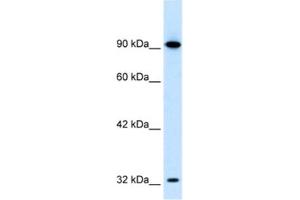 Image no. 1 for anti-SRY (Sex Determining Region Y)-Box 30 (SOX30) antibody (ABIN2460399)
