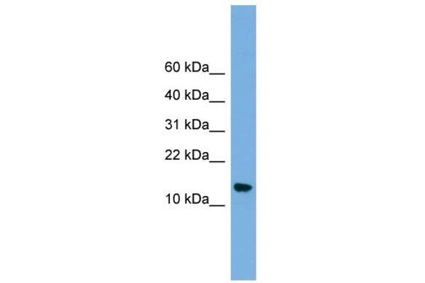 anti-N(alpha)-Acetyltransferase 38, NatC Auxiliary Subunit (NAA38) (N-Term) antibody