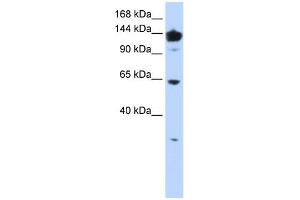 Image no. 1 for anti-Valyl-tRNA Synthetase (VARS) (Middle Region) antibody (ABIN2782517)