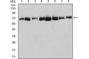 anti-DEAD (Asp-Glu-Ala-Asp) Box Polypeptide 5 (DDX5) (AA 475-614) antibody