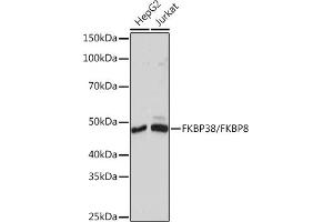 FKBP8 抗体