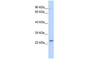 anti-Leucine Rich Transmembrane and 0-Methyltransferase Domain Containing (LRTOMT) (N-Term) antibody