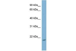 Image no. 1 for anti-NME/NM23 Nucleoside Diphosphate Kinase 4 (NME4) (Middle Region) antibody (ABIN2786795)