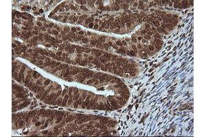 Image no. 1 for anti-Mitogen-Activated Protein Kinase 4 (MAPK4) antibody (ABIN1499312)