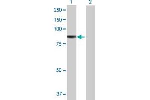 anti-RNA polymerase-associated protein RTF1 homolog (RTF1) (AA 1-585) antibody