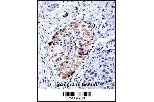 Image no. 3 for anti-Vesicle-Associated Membrane Protein 3 (VAMP3) (Center) antibody (ABIN2493684)