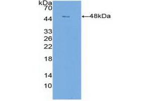 Claudin 1 Antikörper  (AA 50-197)